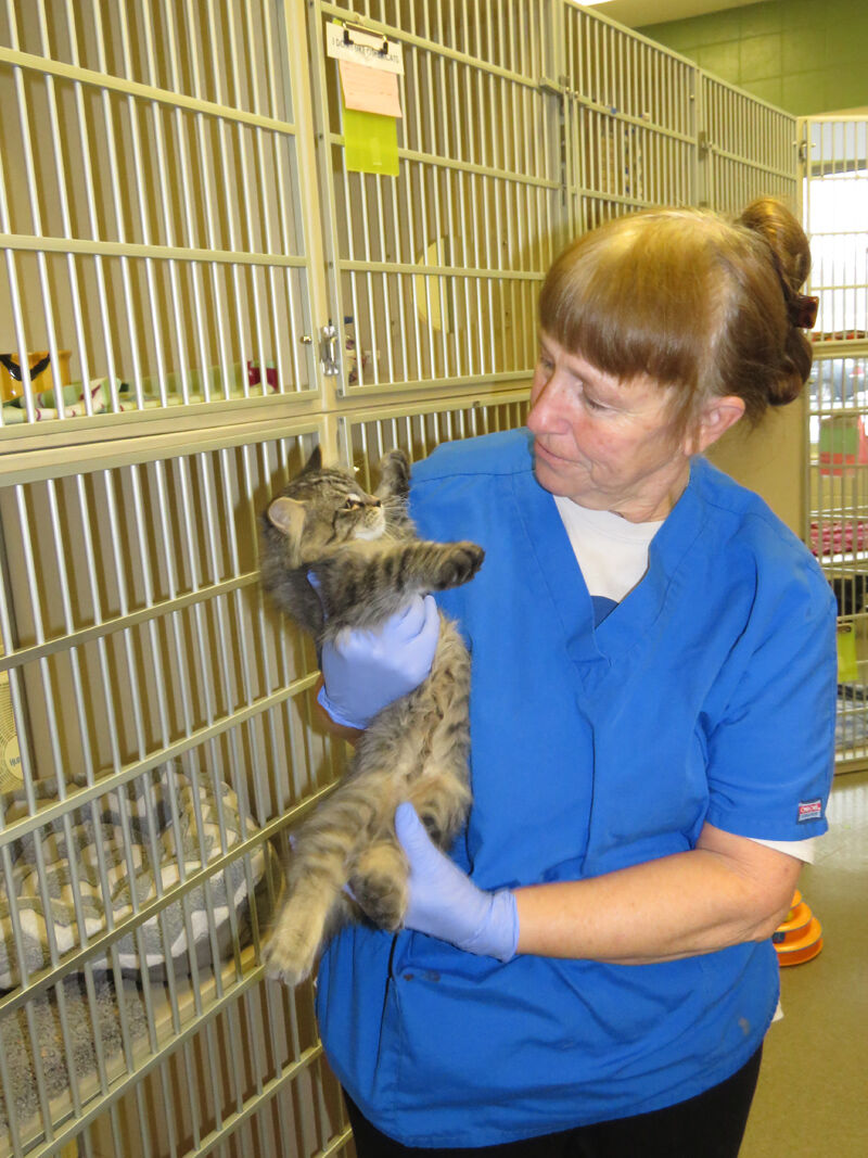 Cats, Karen Bohac and Huxley1.JPG